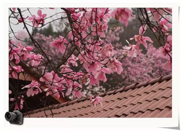 四川綿陽 四川綿陽