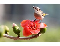 柯尼卡美能達彩色復印機C658打印效果怎么樣？